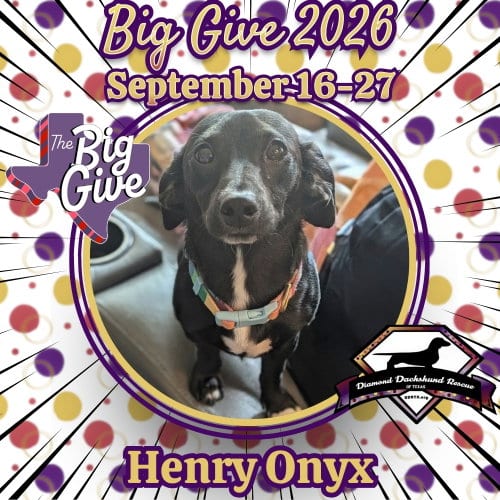Photo of Henry Onyx, adoptable Dachshund in San Antonio, Texas