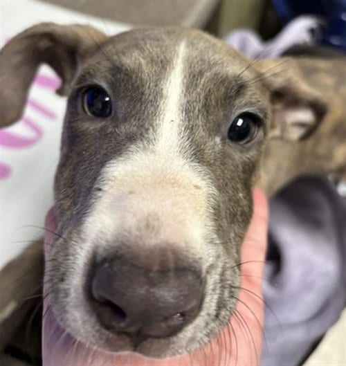 Photo of Gabe, adoptable Pit Bull Terrier in Plano, Texas