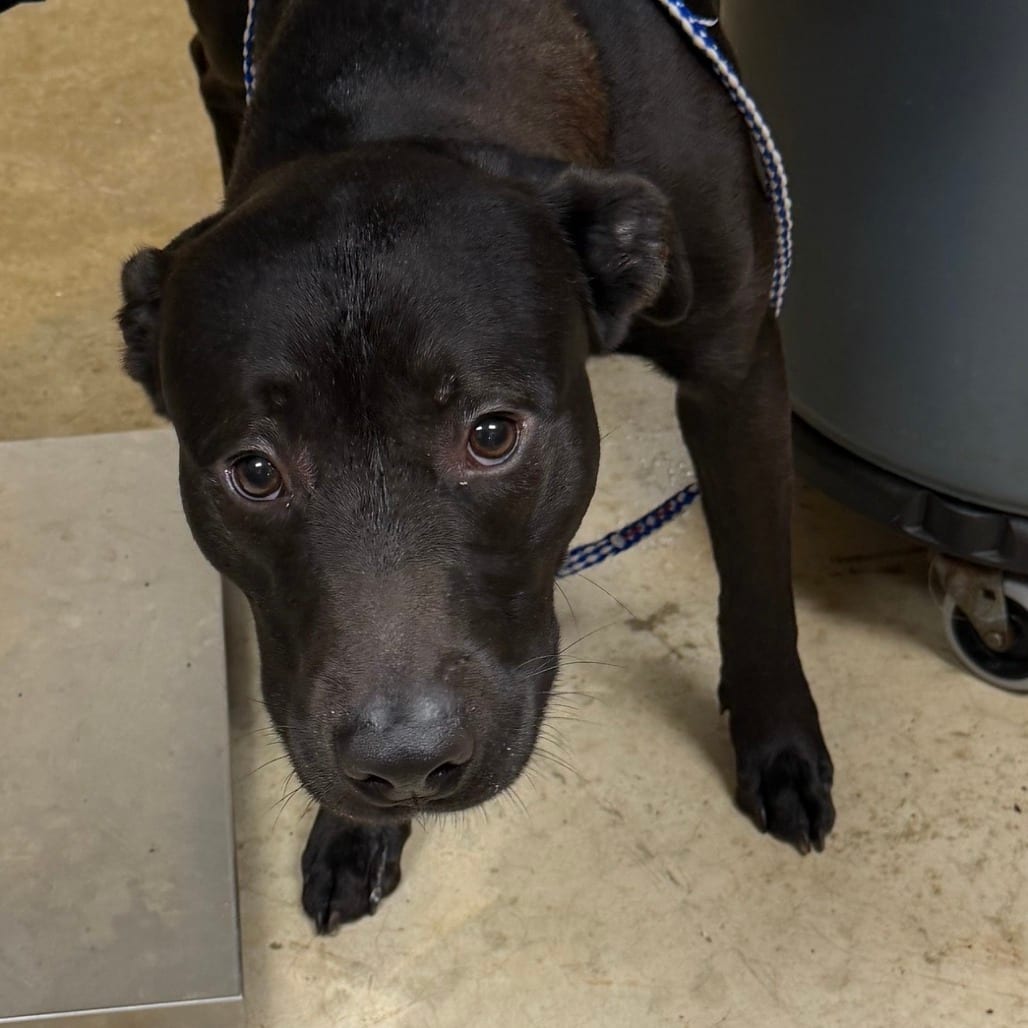 Photo of Bruce - 073012U2, adoptable Terrier, American Pit Bull / Mix in Tupelo, Mississippi