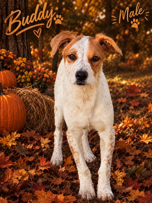 Photo of Buddy and Buffy, adoptable Catahoula Leopard Dog in Brooksville, Florida
