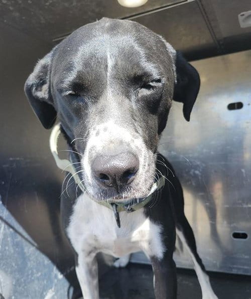 Photo of Nalu, adoptable Labrador Retriever in San Antonio, Texas