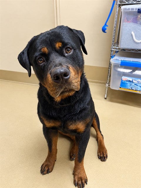 Photo of Gordo, adoptable Rottweiler in Chula Vista, California