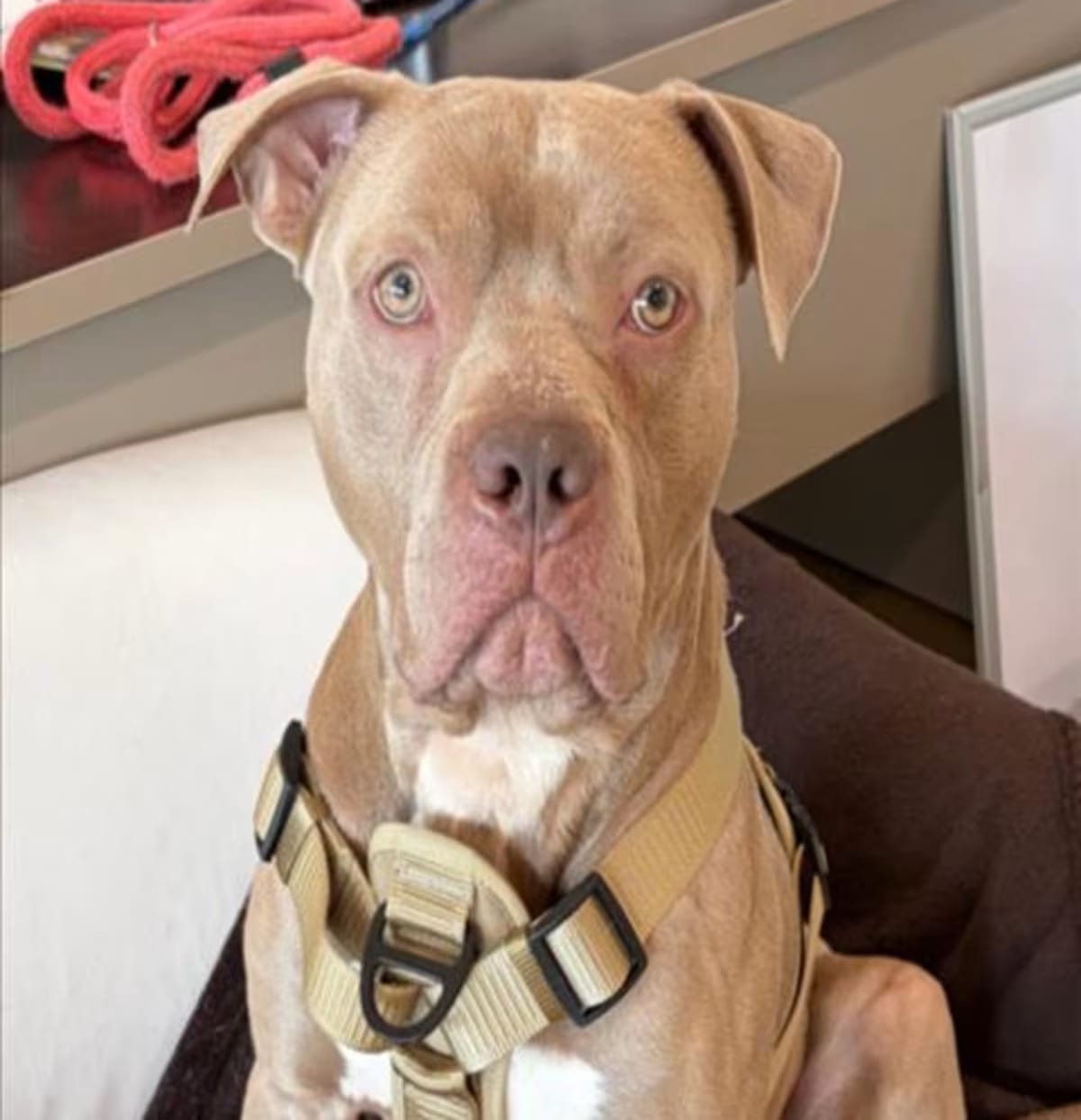 Photo of Grimace, adoptable American Pit Bull Terrier in Derwood, Maryland