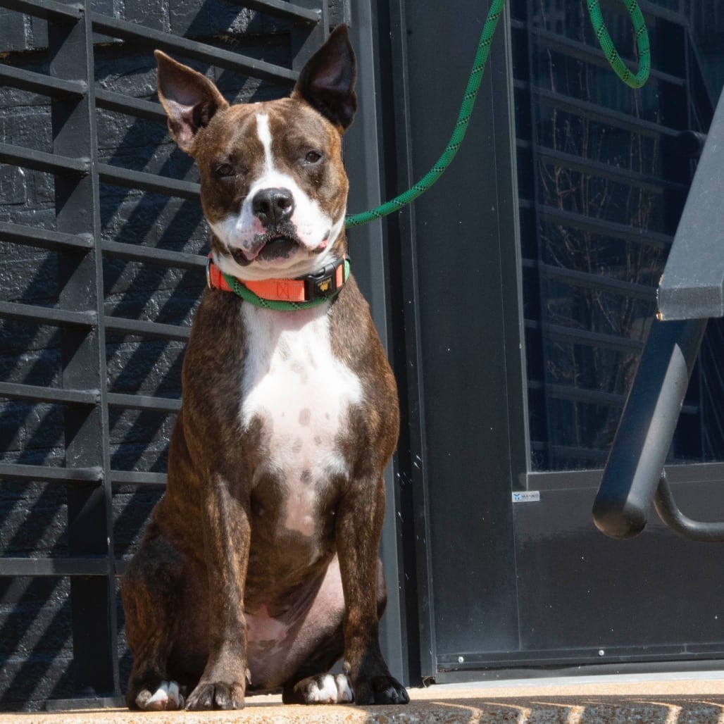 Photo of Eerie, adoptable Mixed Breed (Medium) in St. Louis, Missouri