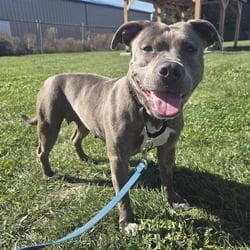 Photo of Kahlifa, adoptable American Pit Bull Terrier in Champaign, Illinois