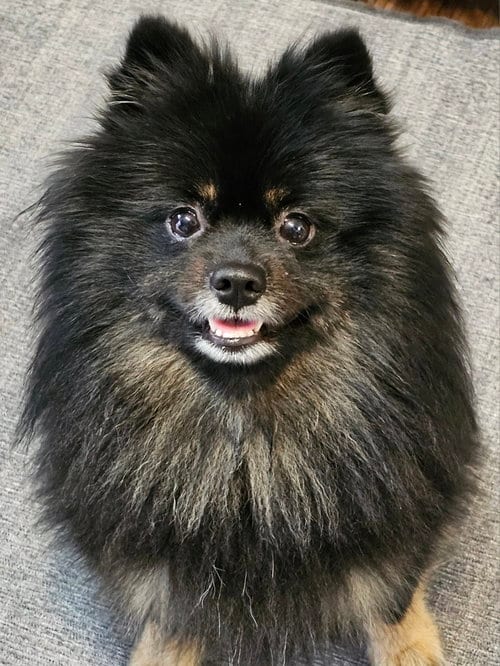 Photo of Apollo, adoptable Pomeranian in Lebanon, Pennsylvania