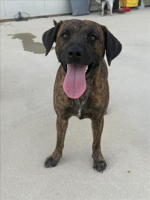 Photo of Foxy, adoptable Black Mouth Cur in Mobile, Alabama