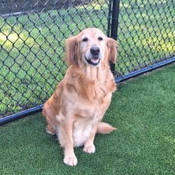 Photo of Lemon Drop 5157, adoptable Golden Retriever in Loxahatchee, Florida