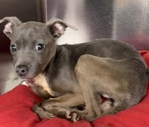 Photo of Giana, adoptable Chihuahua in Forestville, Maryland