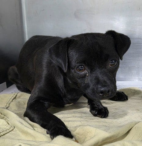 Photo of Bryan, adoptable Chihuahua in Bakersfield, California