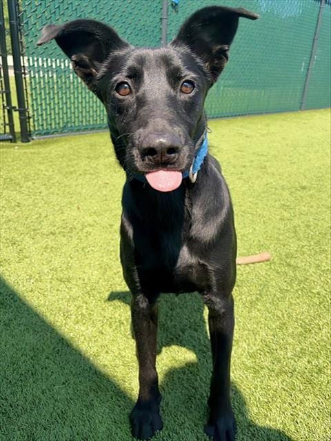 Photo of Batman, adoptable Labrador Retriever in Statesville, North Carolina