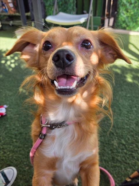 Photo of Clarke, adoptable Dachshund in Woodland, California