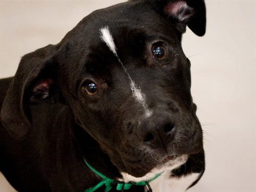 Photo of Apricot, adoptable Pit Bull Terrier in Denver, Colorado