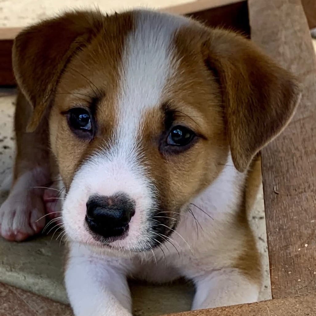 Photo of Scotch -*Available 9/12*Chino Hills Location, adoptable Shepherd / Mix
