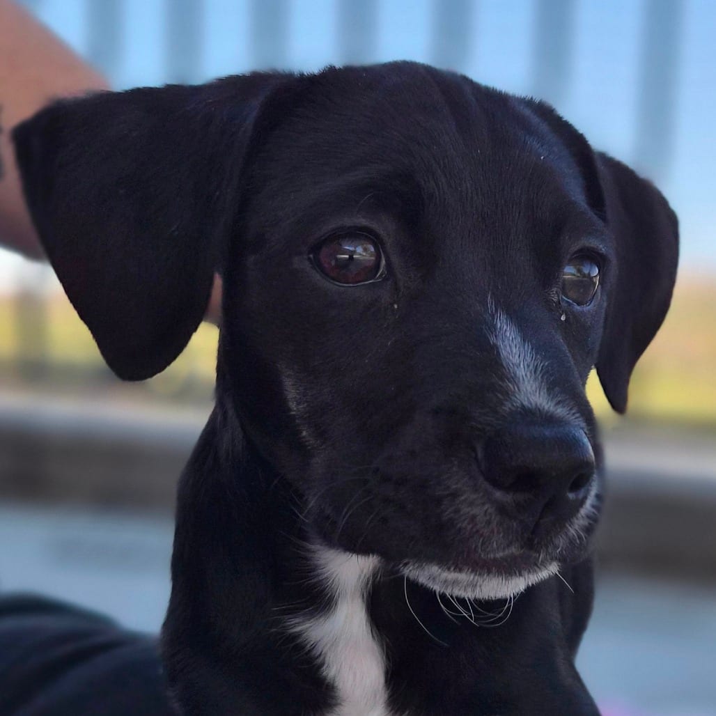 Photo of Jeepers Puppers, adoptable Terrier, Pit Bull / Mixed Breed (Small) in Riverside, California