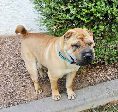 Photo of Sir Oscar Gnocchi Meatloaf lV, adoptable Chinese Shar-Pei in Tucson, Arizona
