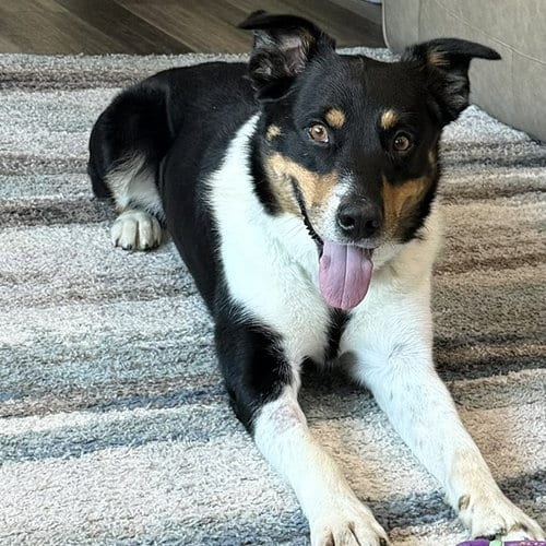 Photo of Malarkey, adoptable Border Collie in Fargo, North Dakota
