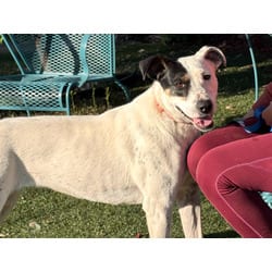 Photo of Rosie, adoptable Terrier (Unknown Type, Medium) in Fresno, California
