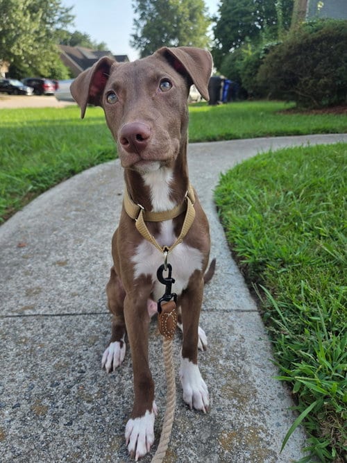 Photo of Parker, adoptable Chocolate Labrador Retriever in Virginia Beach, Virginia
