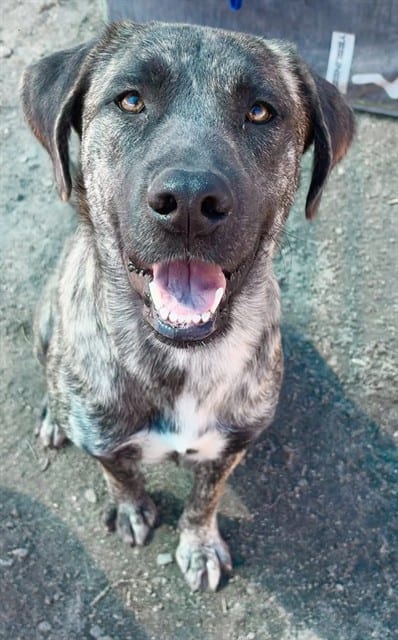 Photo of Senior Plott Hound mix, adoptable Plott Hound mix in Devore, California