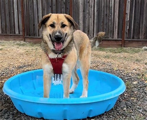 Photo of Bella, adoptable Great Pyrenees in Santa Rosa, California