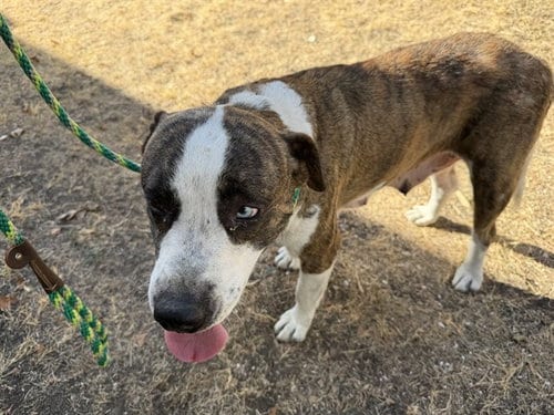 Photo of Data, adoptable Catahoula Leopard Dog in Garland, Texas
