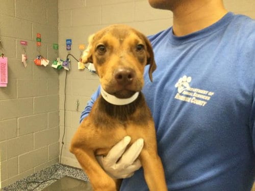Photo of Mia, adoptable Pit Bull Terrier in Riverside, California