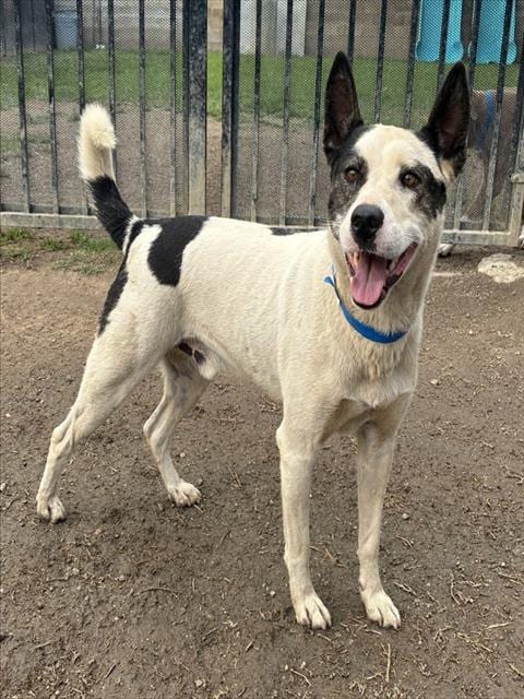 Photo of Tobby, adoptable Labrador Retriever in Riverside, California