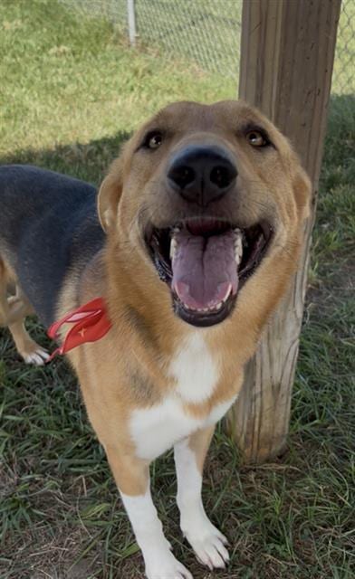Photo of Birch, adoptable Labrador Retriever in Rosenberg, Texas