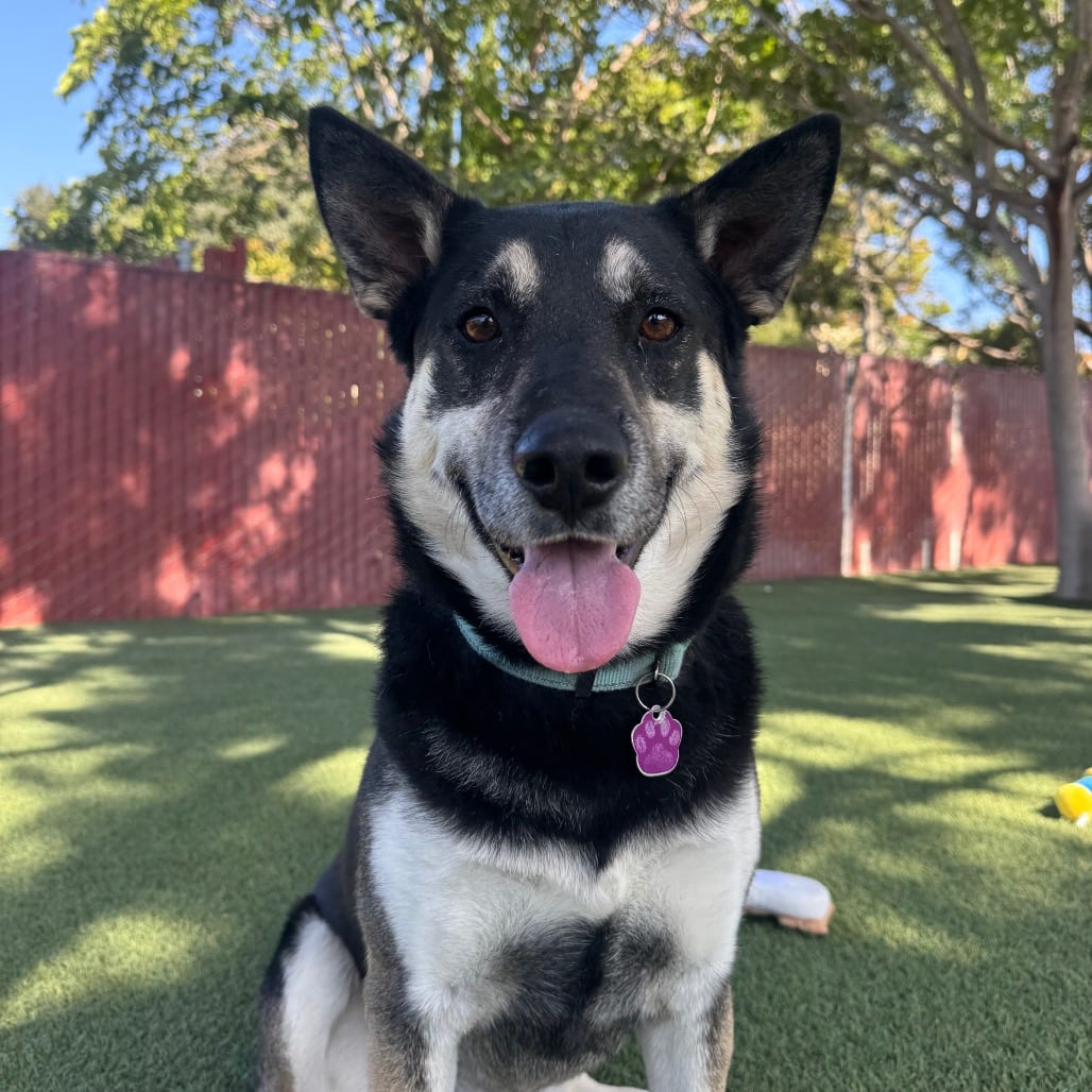 Photo of Sammy, adoptable Shepherd, German / Mix in Buellton, California