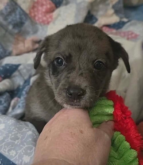 Photo of Andre- the A litter, adoptable Cairn Terrier in Oakhurst, New Jersey