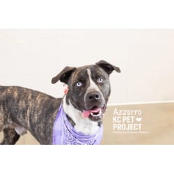 Photo of Azzurro, adoptable Mixed Breed (Medium) in Kansas City, Missouri