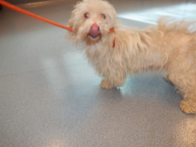 Photo of Senior Maltese, adoptable Maltese in San José, California