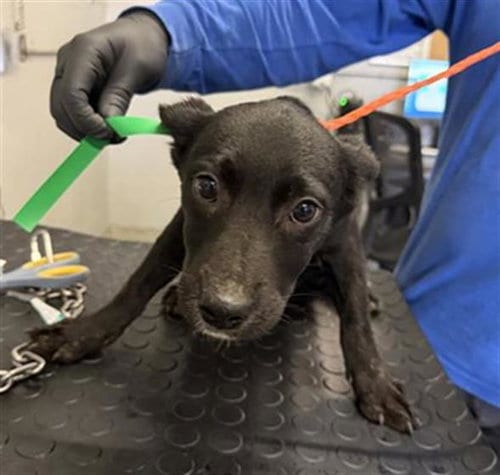 Photo of A888924, adoptable Australian Cattle Dog/Blue Heeler in Camarillo, California
