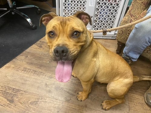 Photo of Panther, adoptable Boxer in Albuquerque, New Mexico