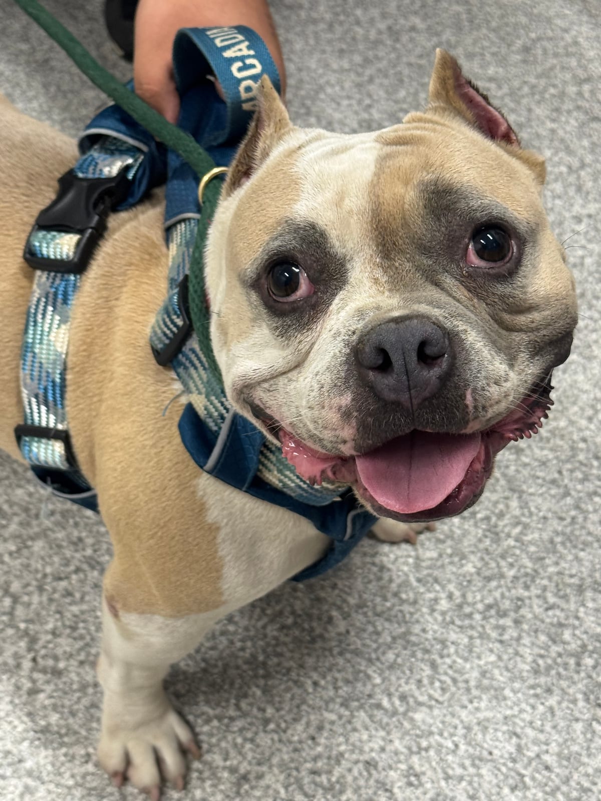 Photo of Gravy 6, adoptable dog in Baltimore, Maryland