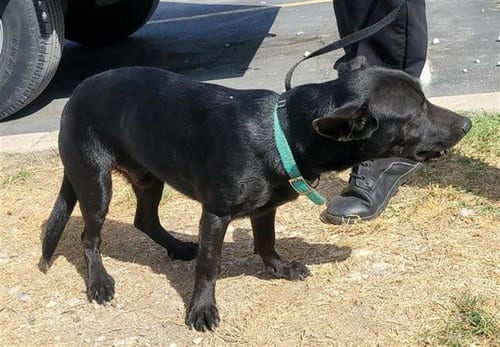 Photo of Goblin, adoptable Chihuahua in San Antonio, Texas