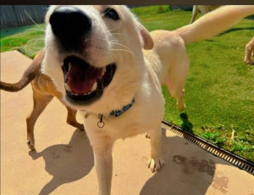 Photo of Irving, adoptable Husky in Winston Salem, North Carolina