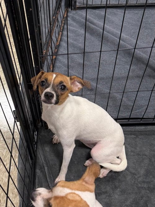 Photo of Marshmallow, adoptable Chihuahua in Bolivar, Missouri