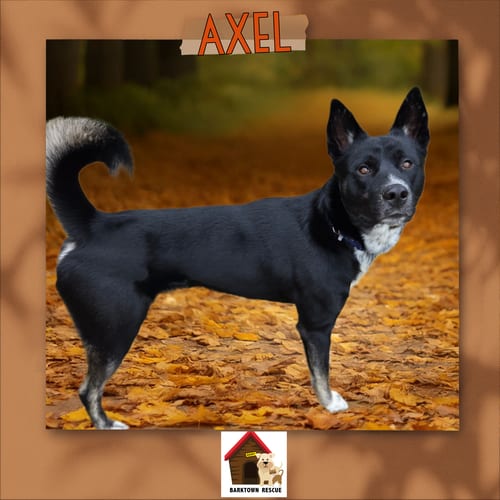 Photo of Axel, adoptable Siberian Husky in Boston, Kentucky