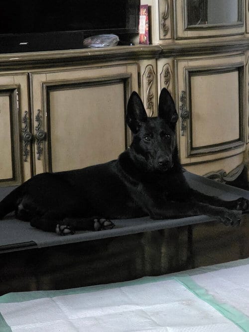 Photo of Demi - Located in Florida, adoptable Belgian Shepherd Malinois in Imlay City, Michigan