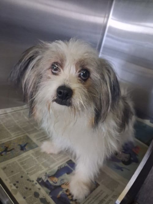 Photo of Rex, adoptable Maltese in Los Angeles, California