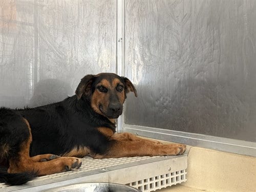 Photo of Onyx, adoptable German Shepherd Dog in Grand Prairie, Texas