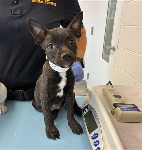 Photo of Julio, adoptable Bull Terrier in Mesa, Arizona
