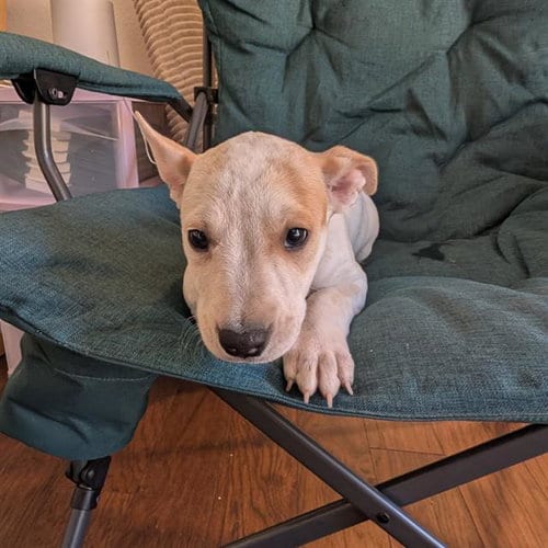 Photo of Cookie, adoptable Queensland Heeler in Camarillo, California