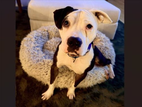 Photo of Razzie, adoptable Pit Bull Terrier in Chapel Hill, North Carolina