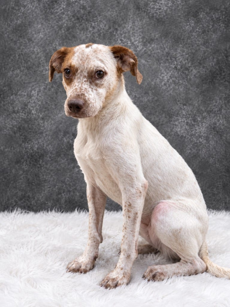 Photo of London, adoptable Mixed Breed in Ocala, Florida