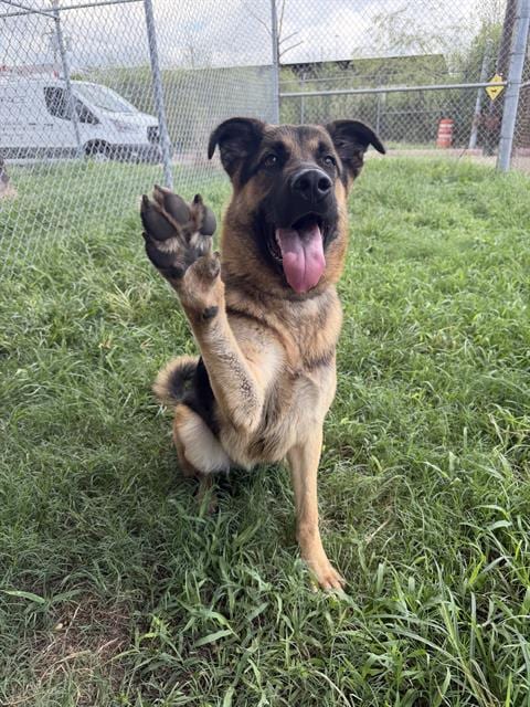 Photo of Chase, adoptable German Shepherd Dog in Houston, Texas
