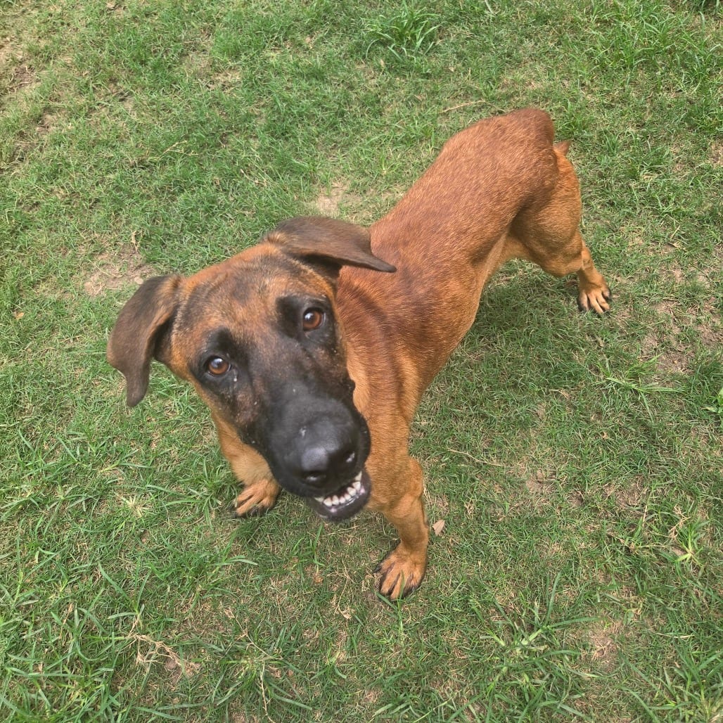 Photo of Bernard, adoptable Shepherd, German / Mixed Breed (Medium) in Houston, Texas