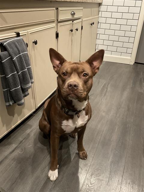 Photo of Carmello, adoptable American Staffordshire Terrier in San Antonio, Texas
